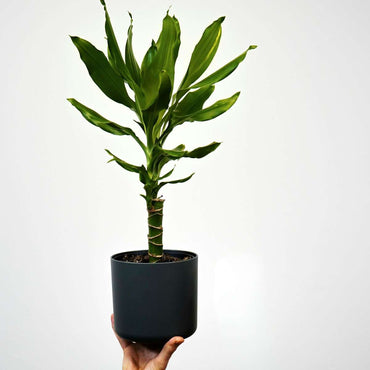 Dracaena deremensis 'Warneckei' - 2er-Set