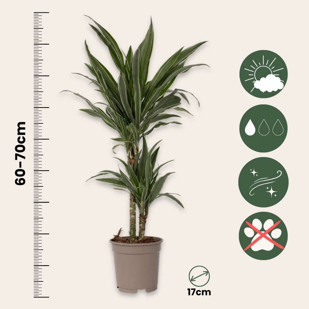 Dracaena deremensis 'Warneckei'