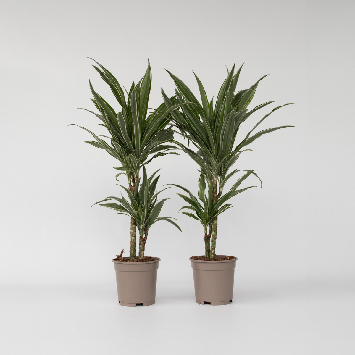 Dracaena deremensis 'Warneckei' - 2er-Set