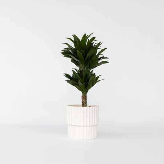 Dracaena deremensis 'Compacta'