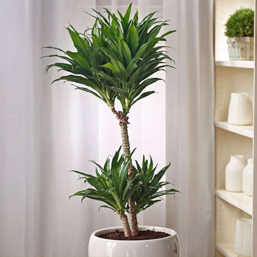 Dracaena deremensis 'Compacta' - 2er-Set