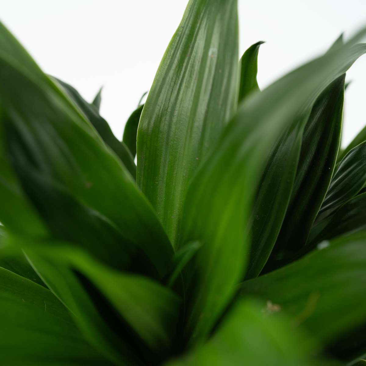 Dracaena deremensis 'Compacta' - 2er-Set