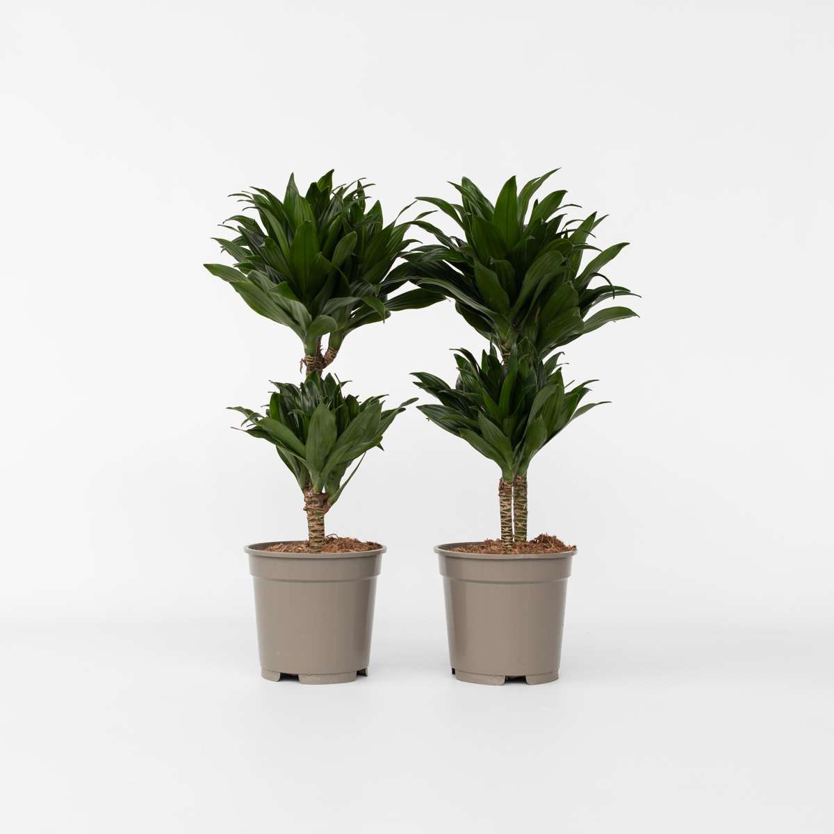 Dracaena deremensis 'Compacta' - 2er-Set