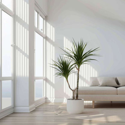 Dracaena marginata – XL-Drachenblutbaum