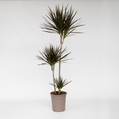 Dracaena marginata – XL-Drachenblutbaum