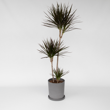 Dracaena marginata – XL-Drachenblutbaum