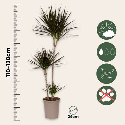 Dracaena marginata – XL-Drachenblutbaum