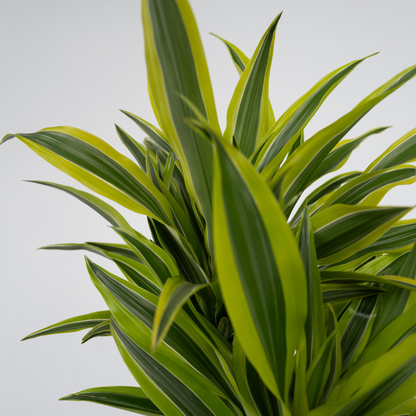 Dracaena Deremensis – Zitrone-Limette – 2er-Set