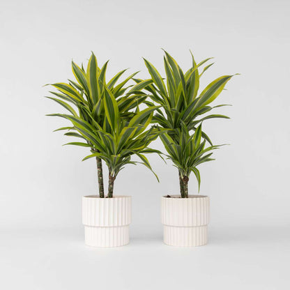 Dracaena Deremensis – Zitrone-Limette – 2er-Set