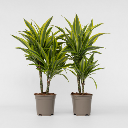 Dracaena Deremensis – Zitrone-Limette – 2er-Set
