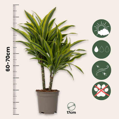 Dracaena Deremensis – Zitrone-Limette – 2er-Set