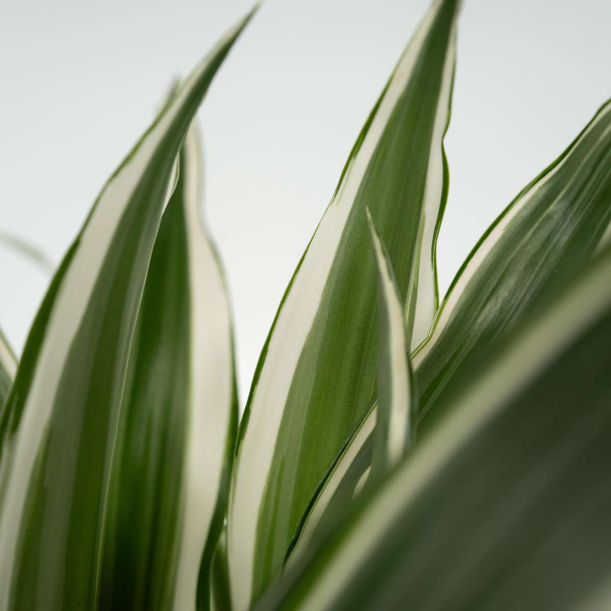 Dracaena Deremensis 'White Stripe'