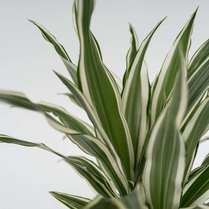 Dracaena Deremensis „White Stripe“ – 2er-Set