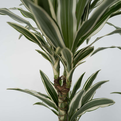 Dracaena Deremensis „White Stripe“ – 2er-Set