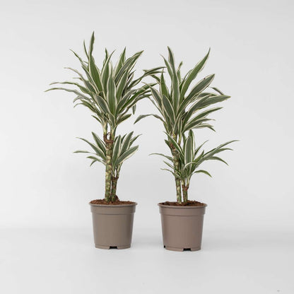 Dracaena Deremensis „White Stripe“ – 2er-Set