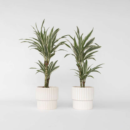 Dracaena Deremensis „White Stripe“ – 2er-Set