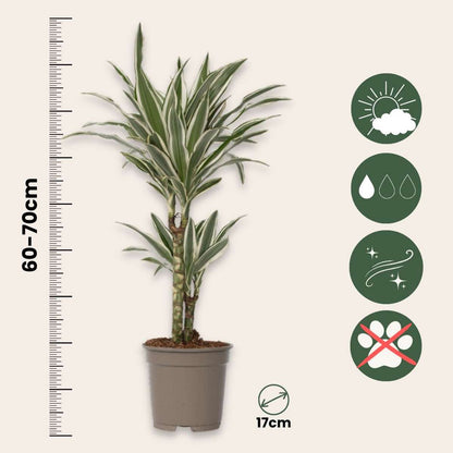 Dracaena Deremensis „White Stripe“ – 2er-Set