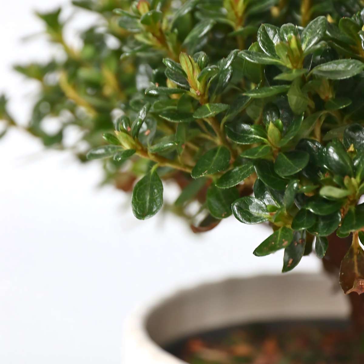 Rhododendron 'Azalea Anouk' - 4er-Set