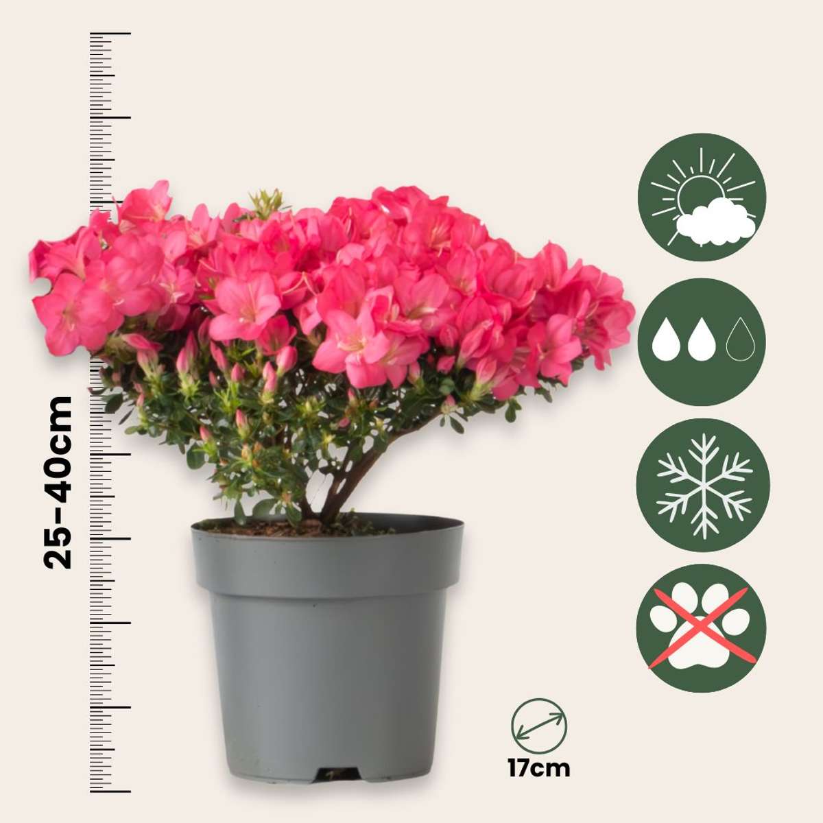 Rhododendron 'Azalea Anouk' - Set van 2