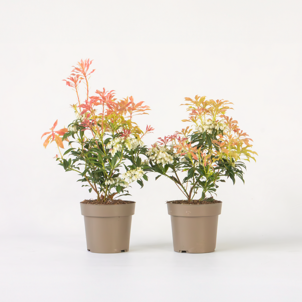 Pieris 'Forest Flame' - 2er-Set - Rocky Heath