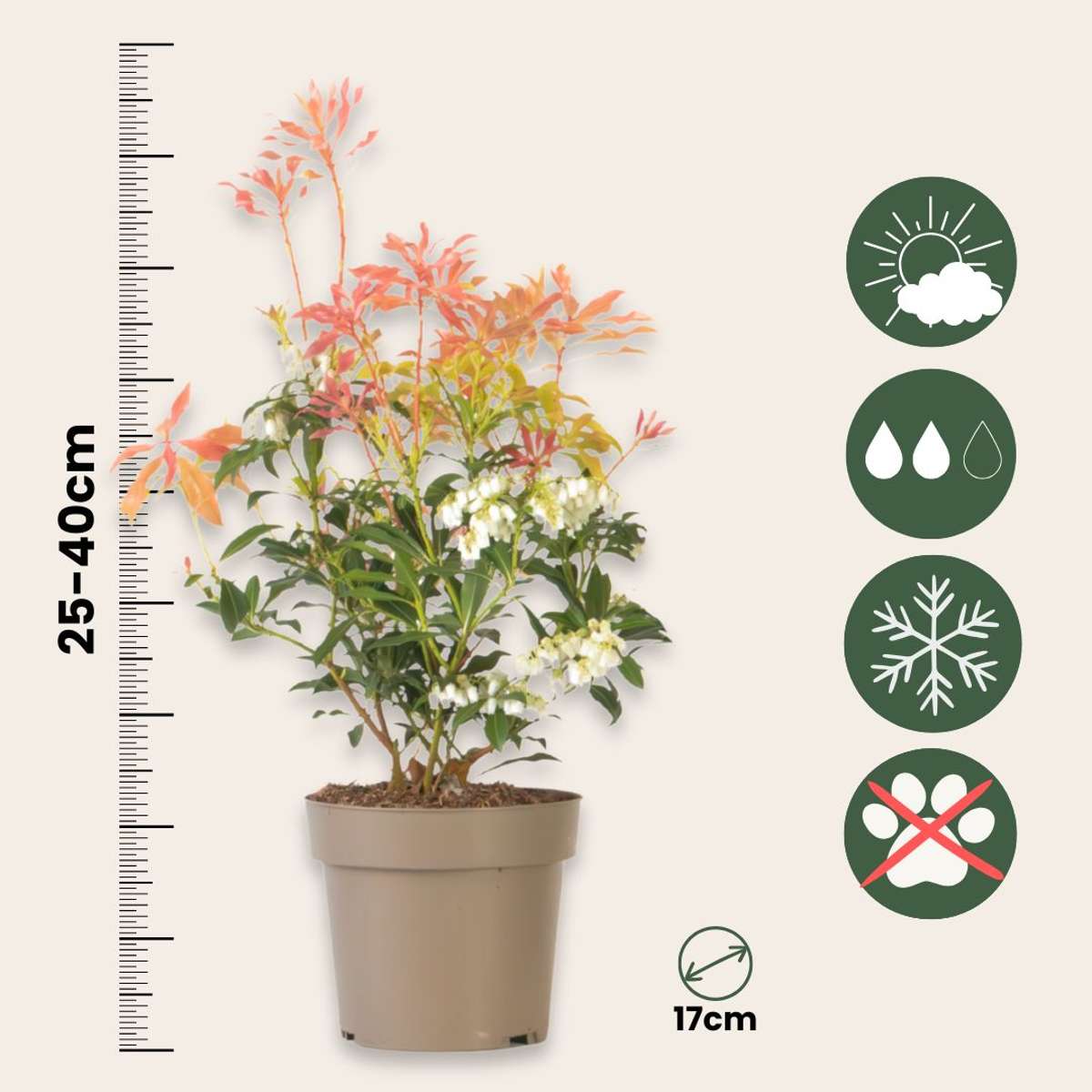 Pieris 'Forest Flame' - 2er-Set - Rocky Heath