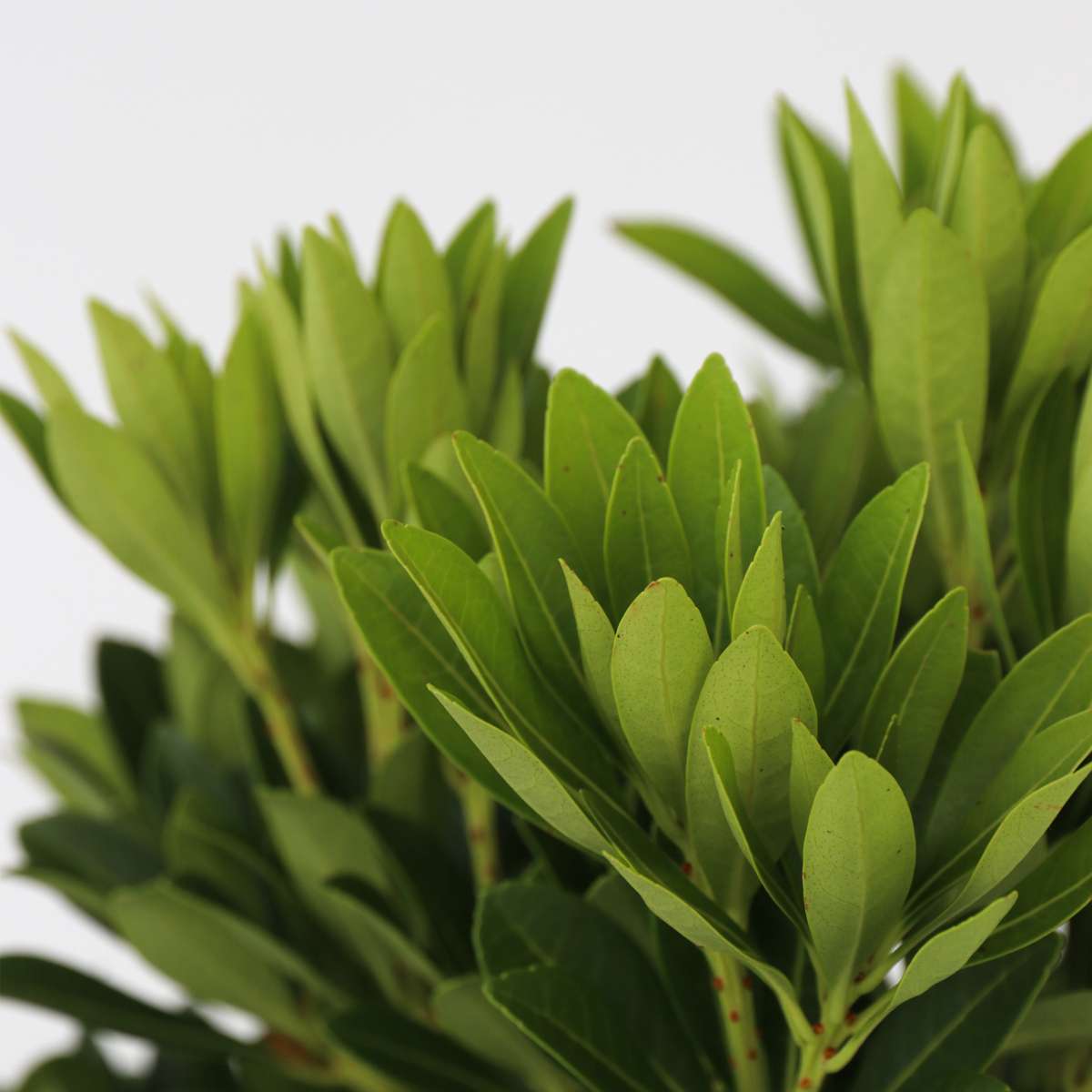 Pieris 'Forest Flame' - 4er-Set - Rocky Heath