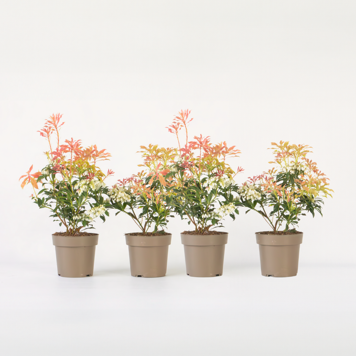 Pieris 'Forest Flame' - 4er-Set - Rocky Heath