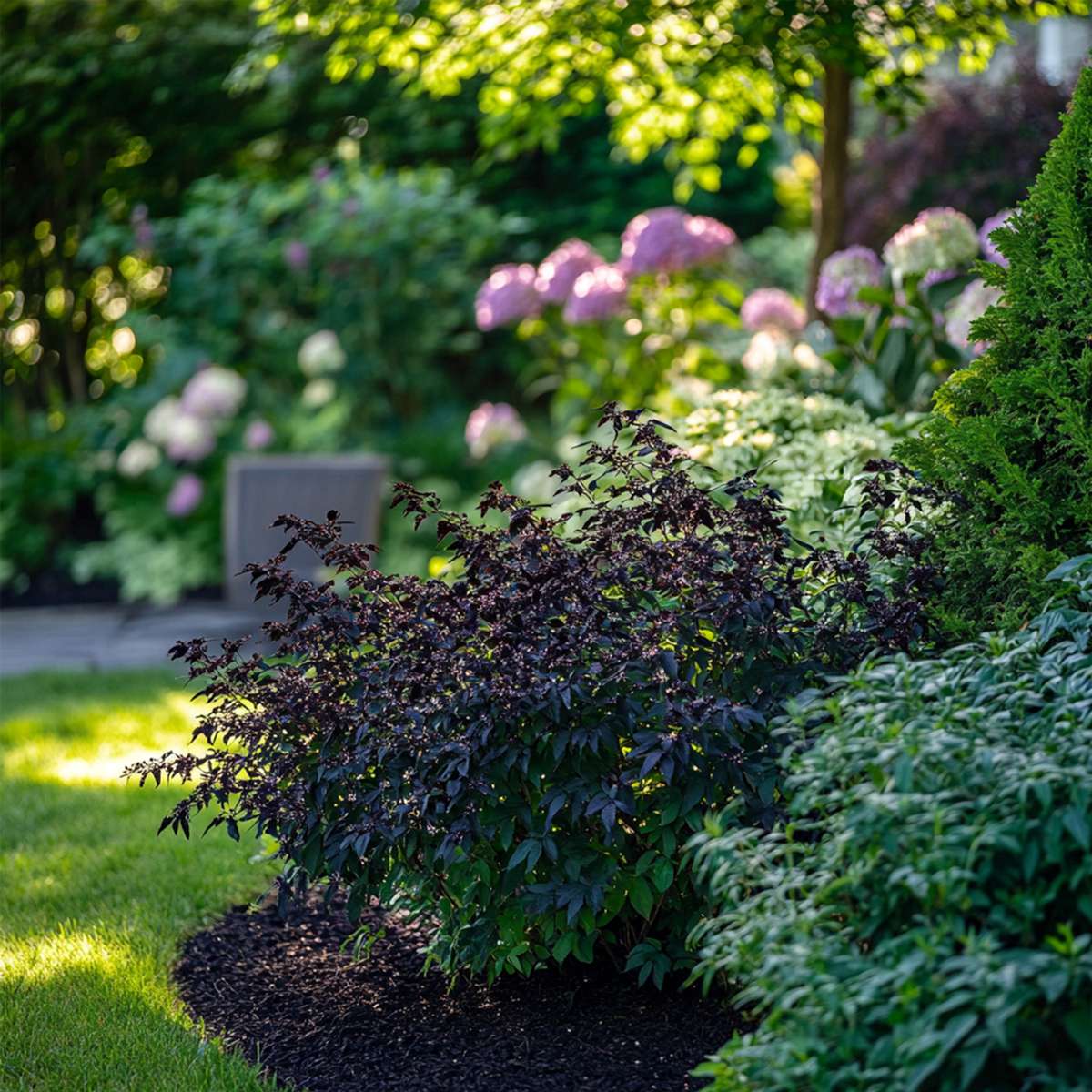 Sambucus nigra 'Black Lace' - Set van 2