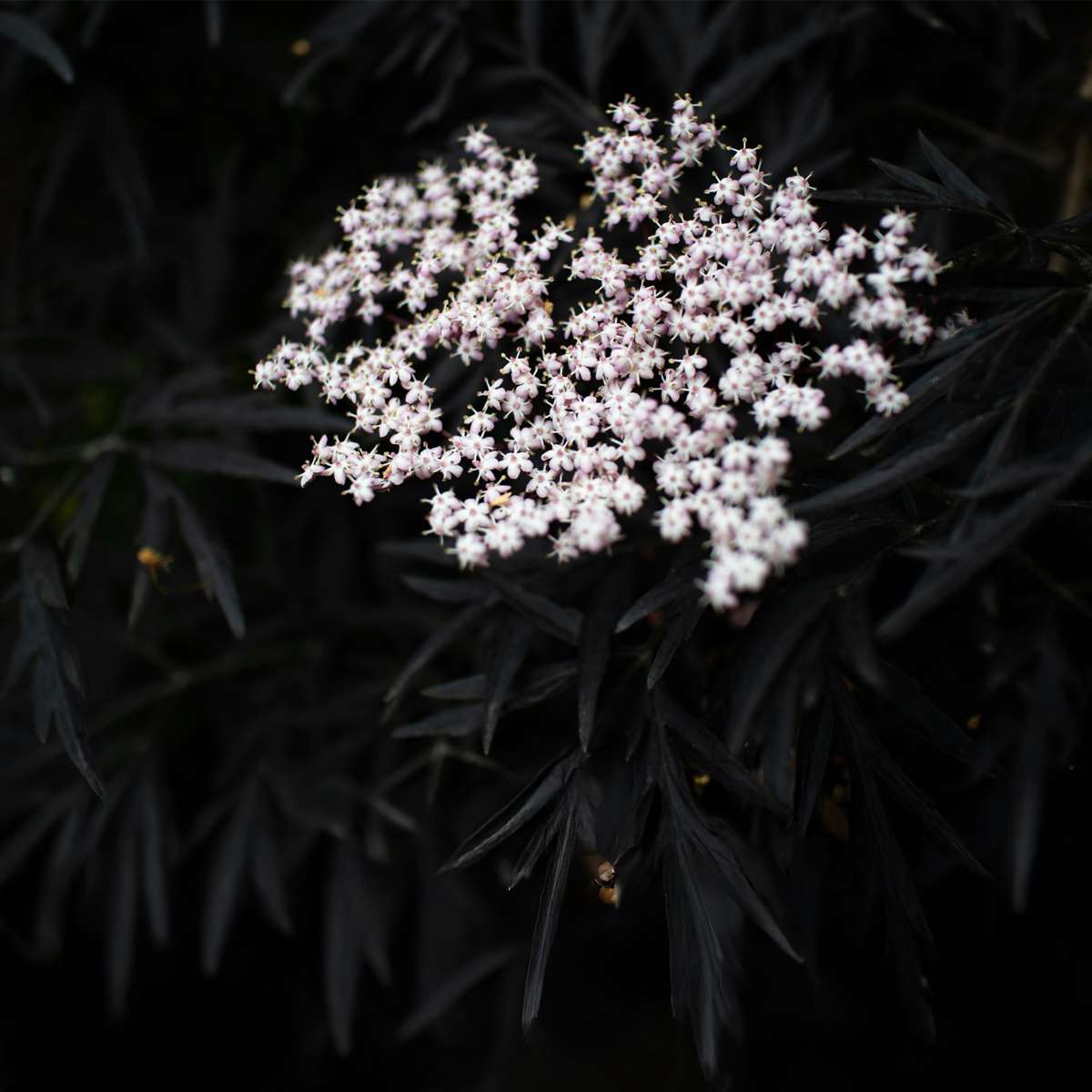 Sambucus nigra 'Black Lace' - Set van 2