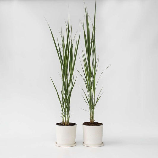 Panicum virgatum 'Northwind' - 2er-Set - Fingergras