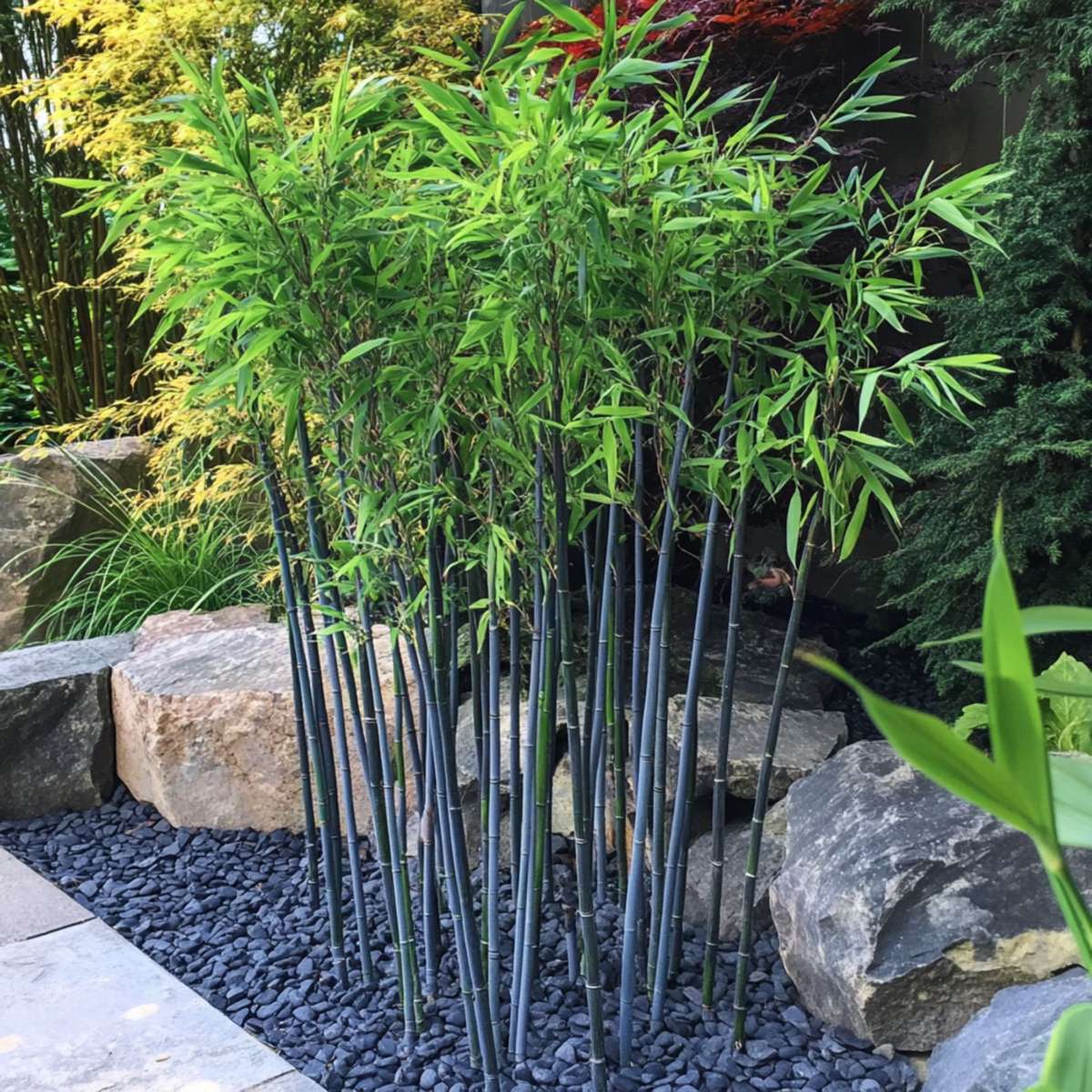 Fargesia papyrifera 'Blue Dragon' - 2 stuks - Blauwe Bamboe