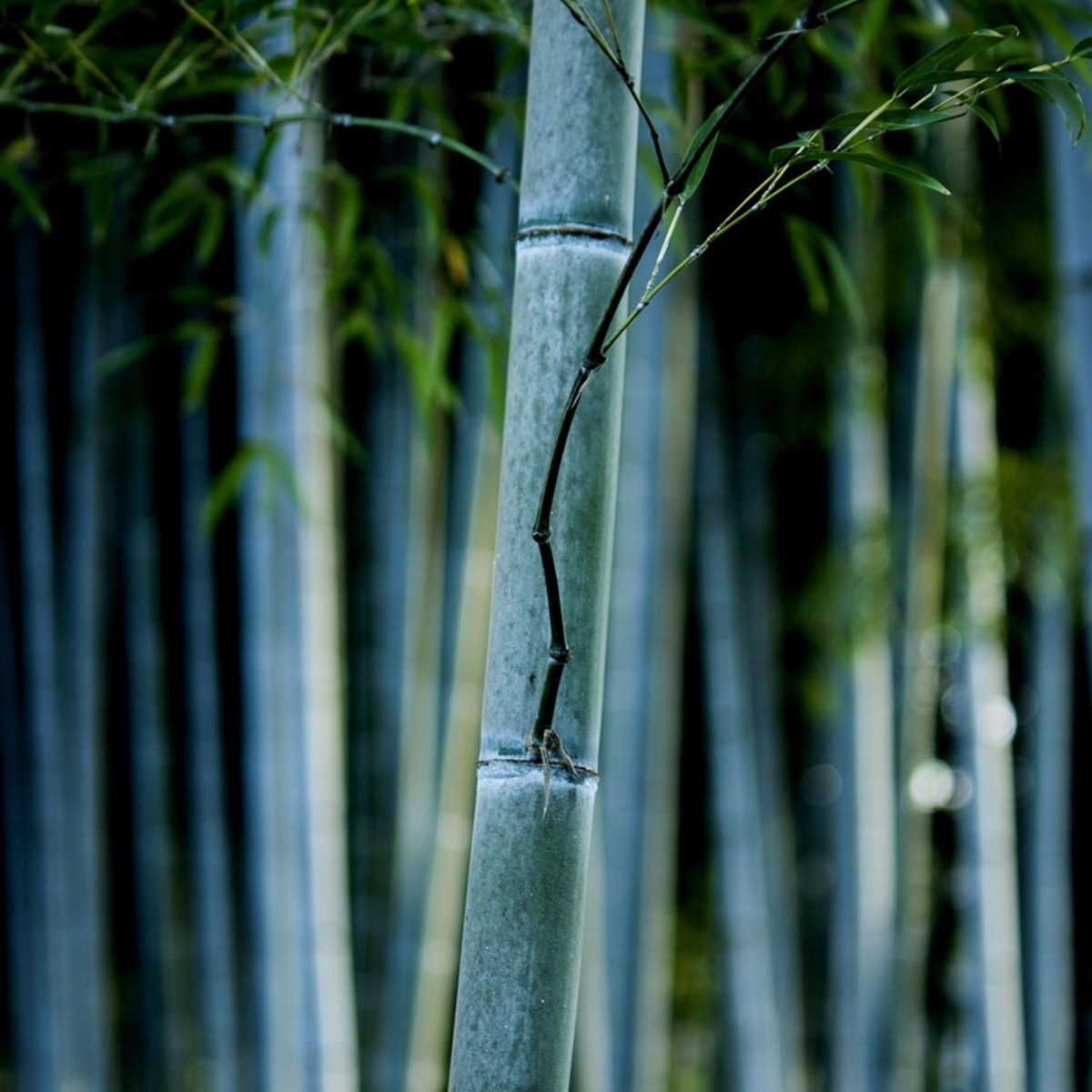 Fargesia papyrifera 'Blue Dragon' - 2 stuks - Blauwe Bamboe