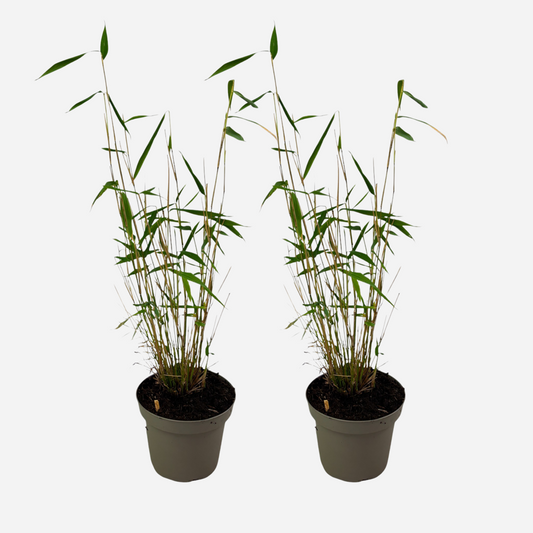 Fargesia papyrifera 'Blue Dragon' - 2 stuks - Blauwe Bamboe