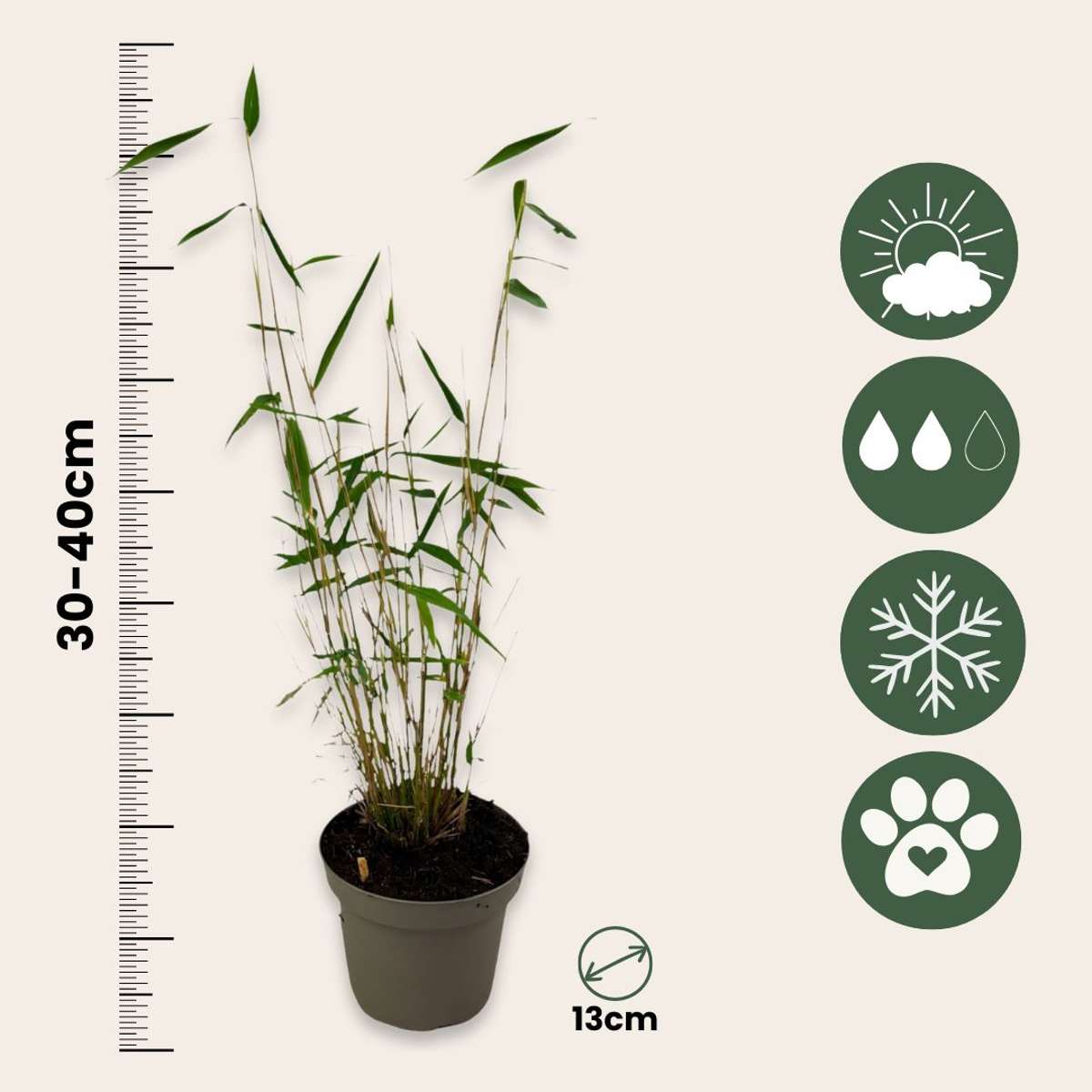 Fargesia papyrifera 'Blue Dragon' - 2 stuks - Blauwe Bamboe