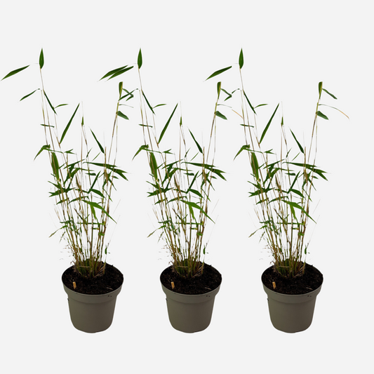 Fargesia papyrifera 'Blue Dragon' - Set van 3 - Bamboe
