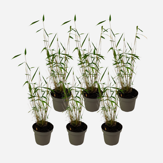 Fargesia papyrifera 'Blue Dragon' - 6 stuks - Blauwe Bamboe