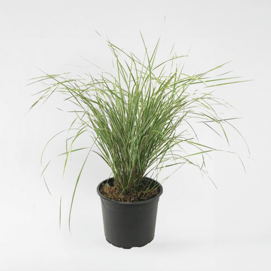 Calamagrostis Overdam – Ziergras