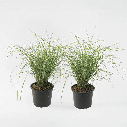 Calamagratis 'Overdam' - 2er-Set - Ziergras