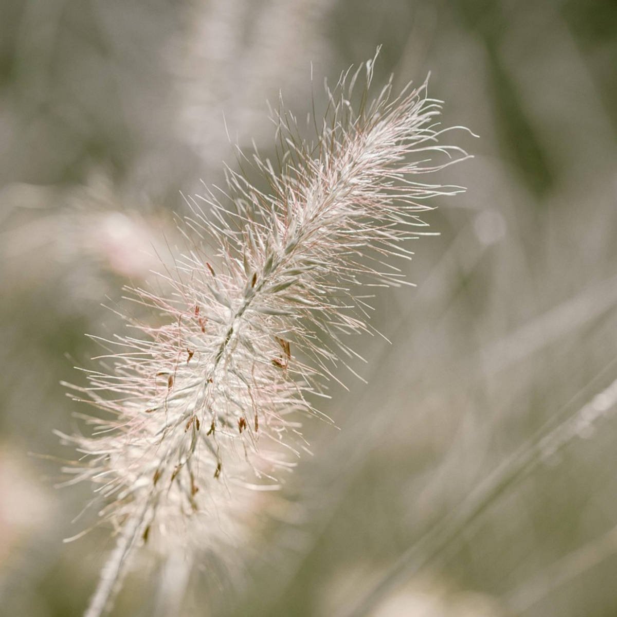 Pennisetum alopecuroides - Pennisetum Hameln