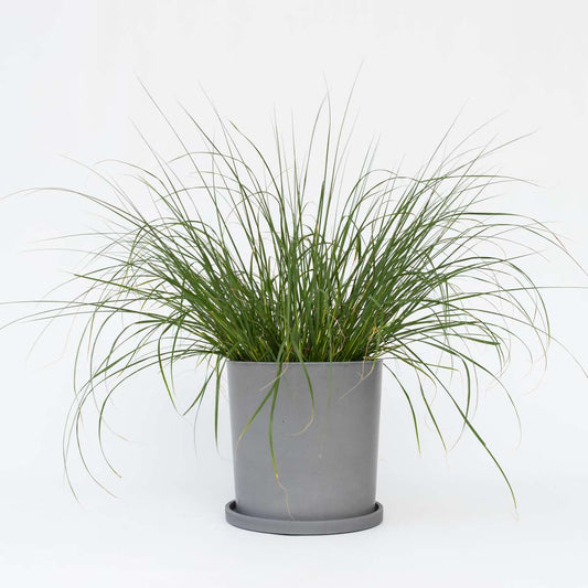 Pennisetum alopecuroides - Pennisetum Hameln