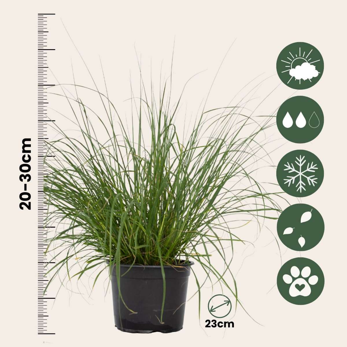 Pennisetum alopecuroides - Pennisetum Hameln