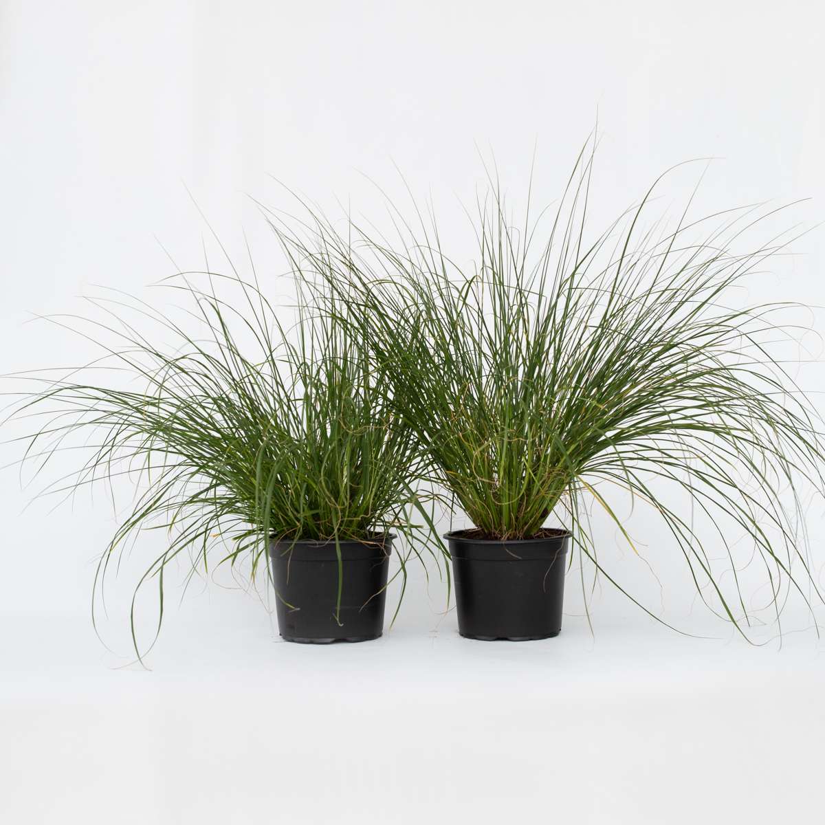 Pennisetum alopecuroides Hameln - Set van 2 - Siergras