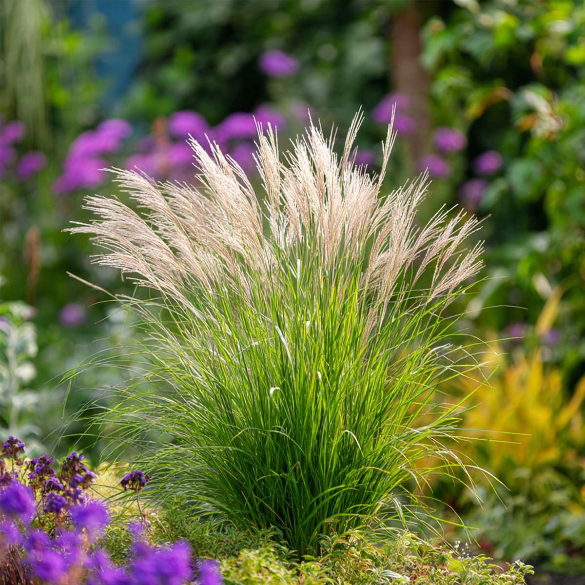 Miscanthus Gracilimus - Siergras