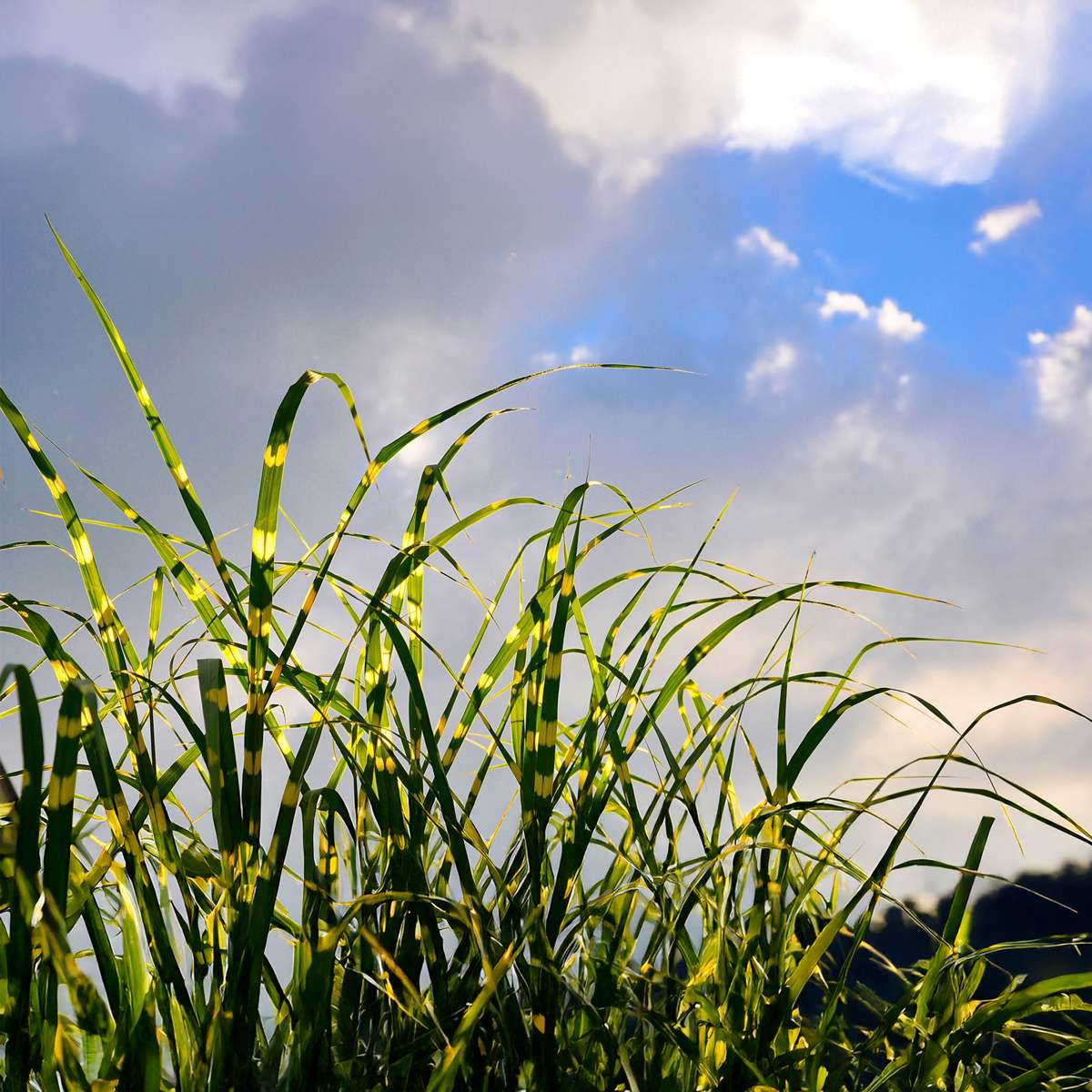 Miscanthus Zebrinus - Ziergras