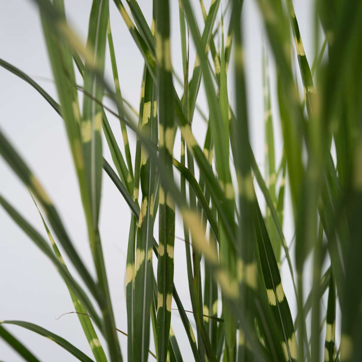Miscanthus Zebrinus - Ziergras