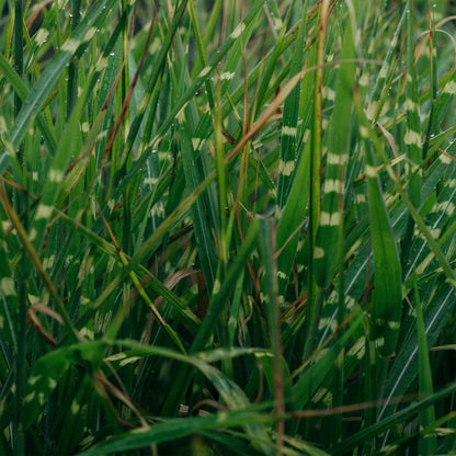 Miscanthus Zebrinus - Ziergras