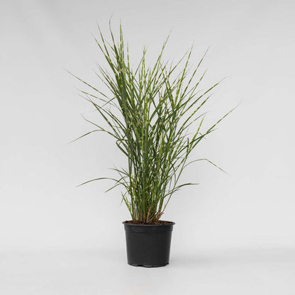 Miscanthus Zebrinus - Ziergras