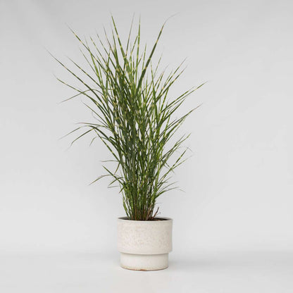 Miscanthus Zebrinus - Ziergras