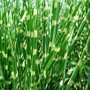 Miscanthus Zebrinus - Siergras - Set van 2
