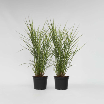 Miscanthus Zebrinus - Ziergras - 2er-Set
